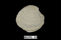 藏品(伊莎貝蛋糕簾蛤)的圖片